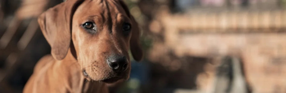 Evaluation Criteria in Determining the Best Dog Joint Supplements