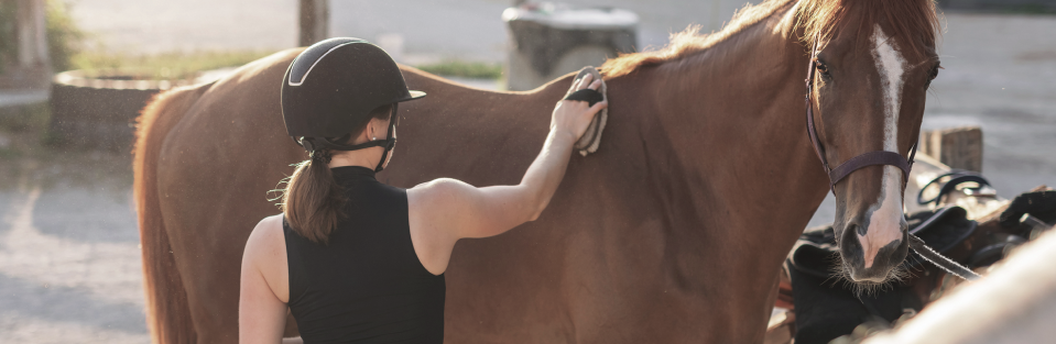 Horse Grooming