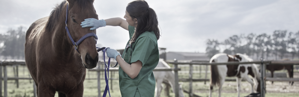 Horse Health Conditions: Common Diseases and Symptoms