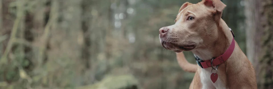 Ingredients to Look For in Dog Joint Treatments