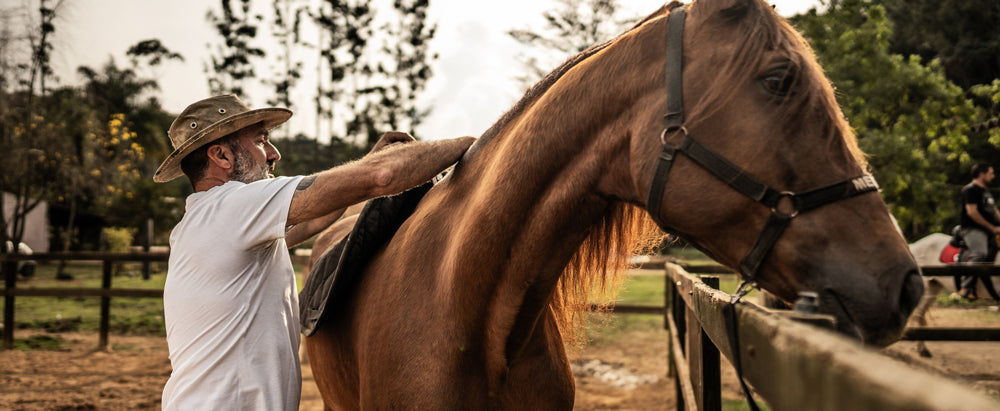 Racehorse Ownership & Trainer Collaboration