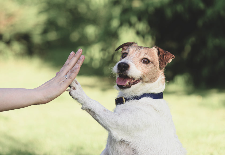 Special Dog Care Considerations By Age