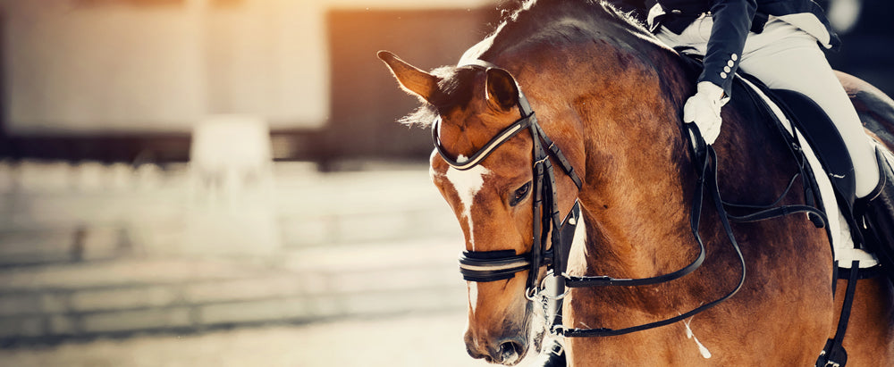 Training for Performance: Racehorses, Dressage, and Western Disciplines