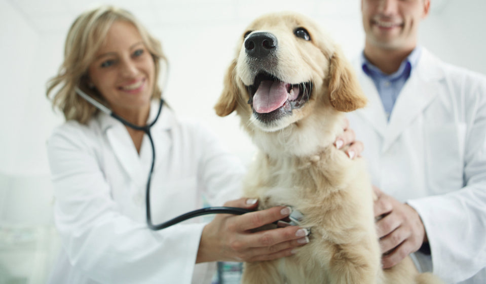 Treatments for Dog Health Issues