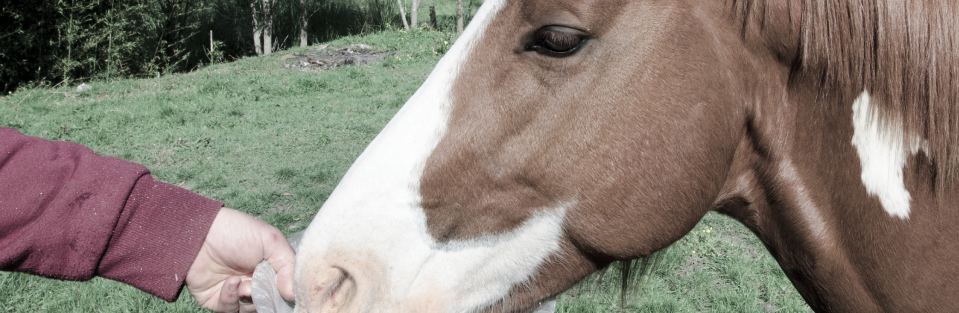 Understanding a Healthy Horse Diet