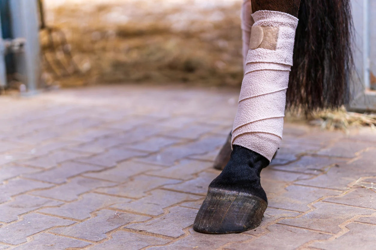 Understanding Horse Joint Problems