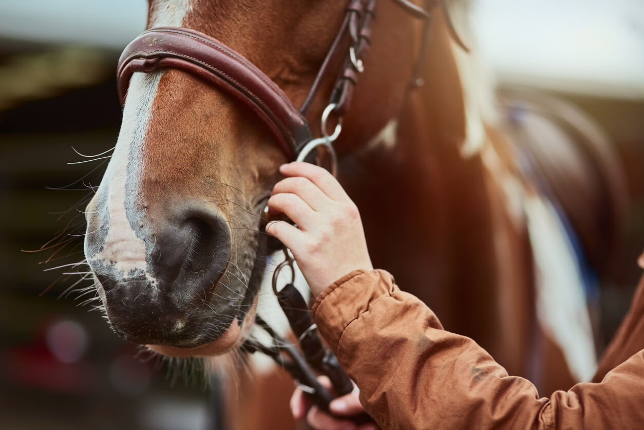 Navigating Horse Care: Keeping You in The Saddle