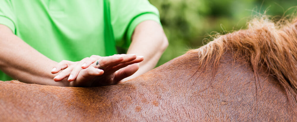 Equine Massage Therapy & Recovery for Training Horses
