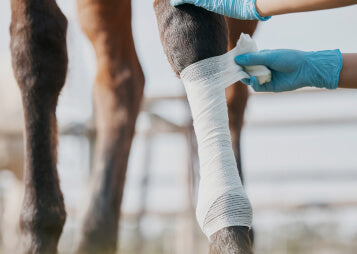 Bowed Tendon Injuries: Causes, Care, and Prevention