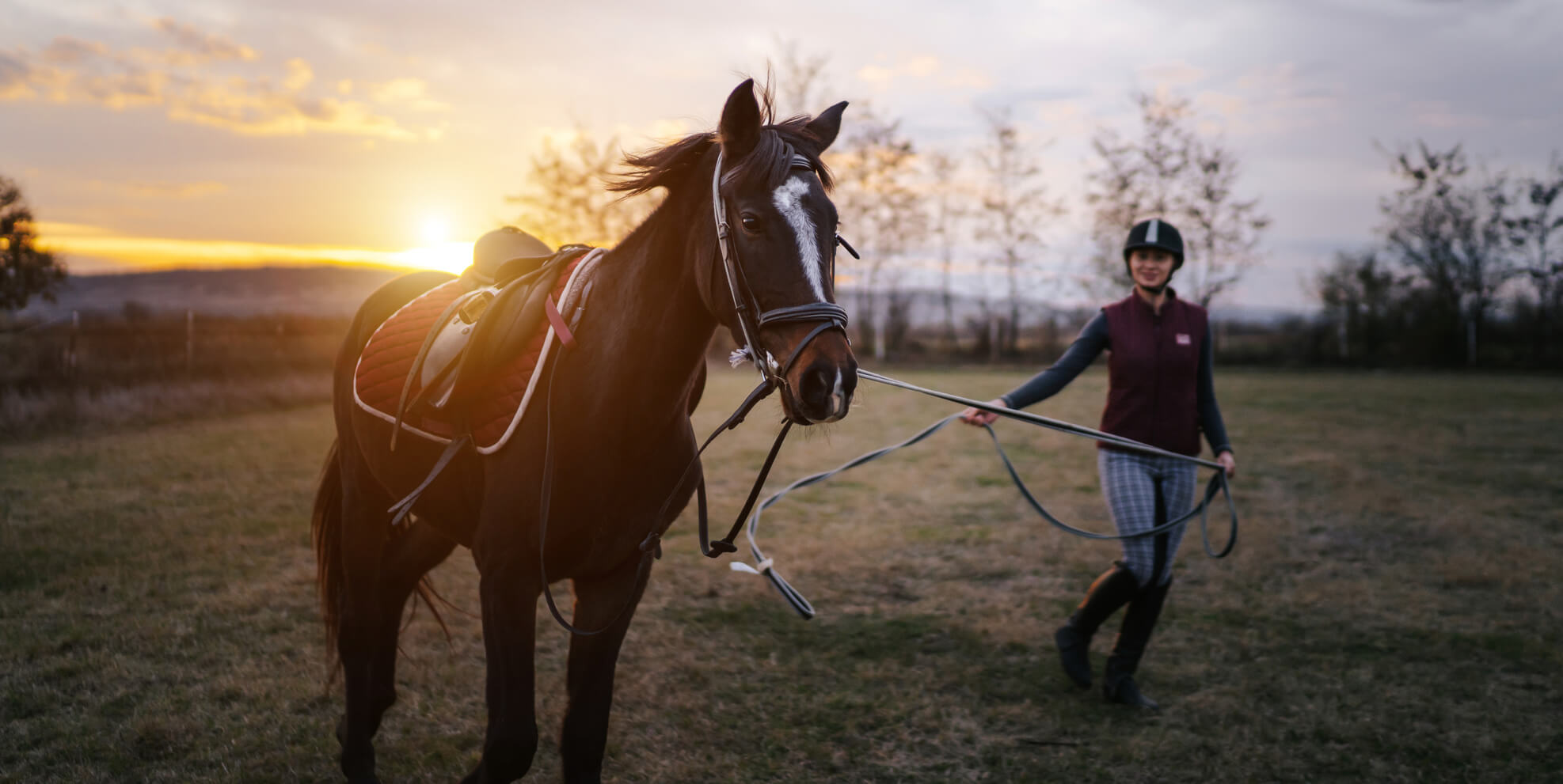 Horse Training: From Young Horses to Performance Pros