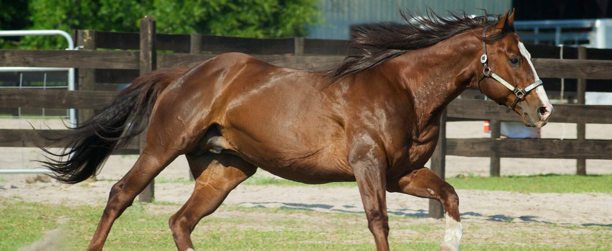 Horse Muscles and Movement: Training the Equine Body