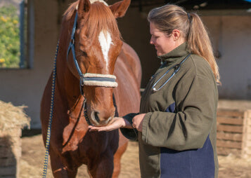 How TRI-ACTA H.A. Supports Horses in All Training Phases