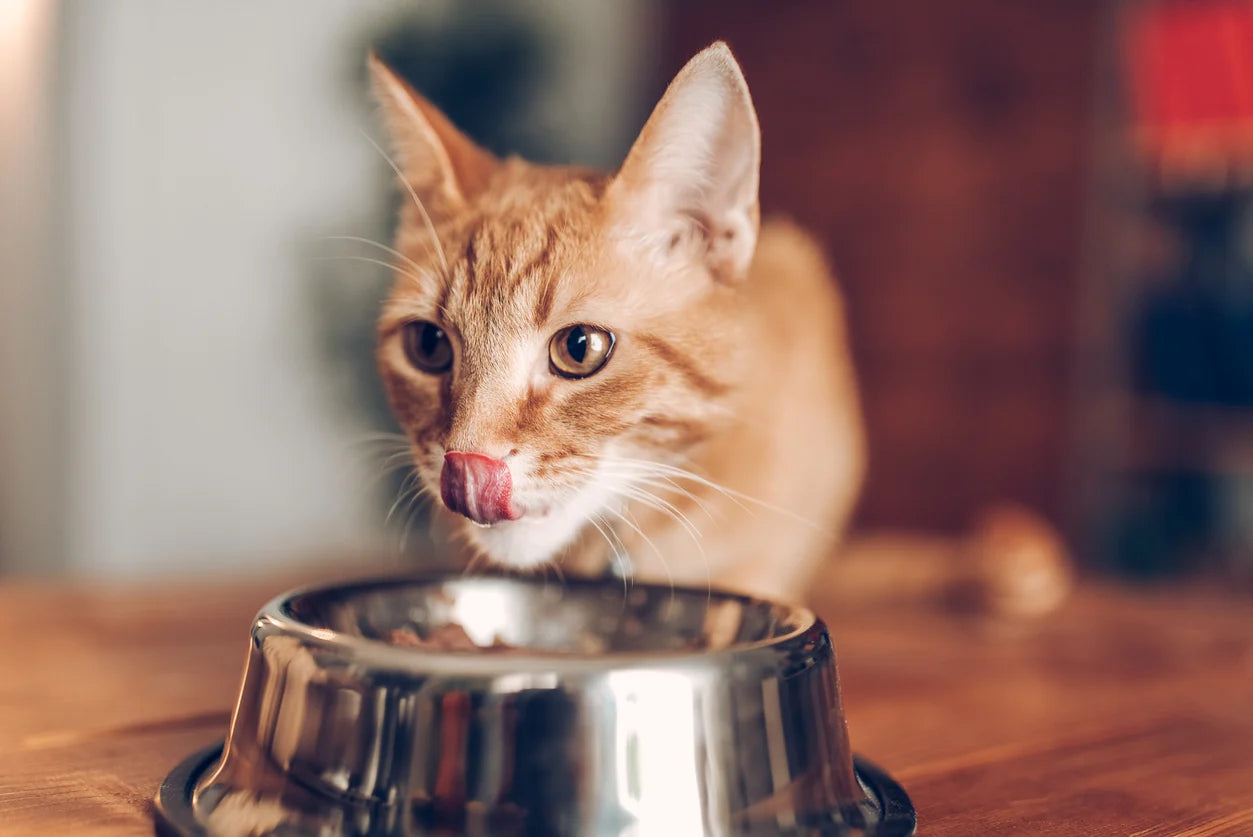 5 Key Benefits of Cat Supplements